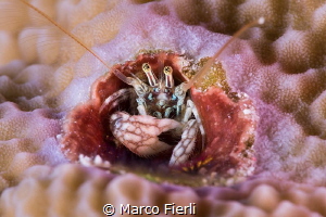 Coral Hermit Crab
5760x3840 no crop by Marco Fierli 